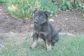 Puppies in PA